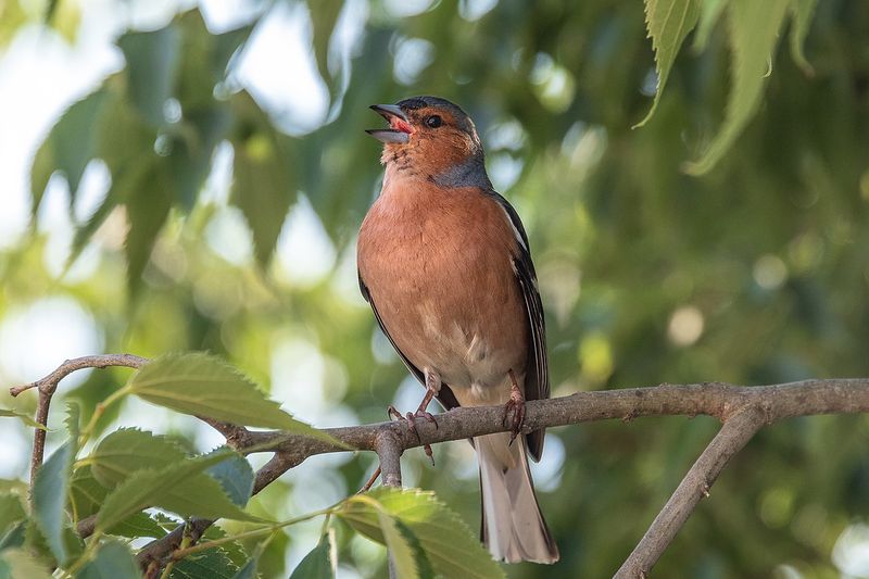 Common Chaffinch