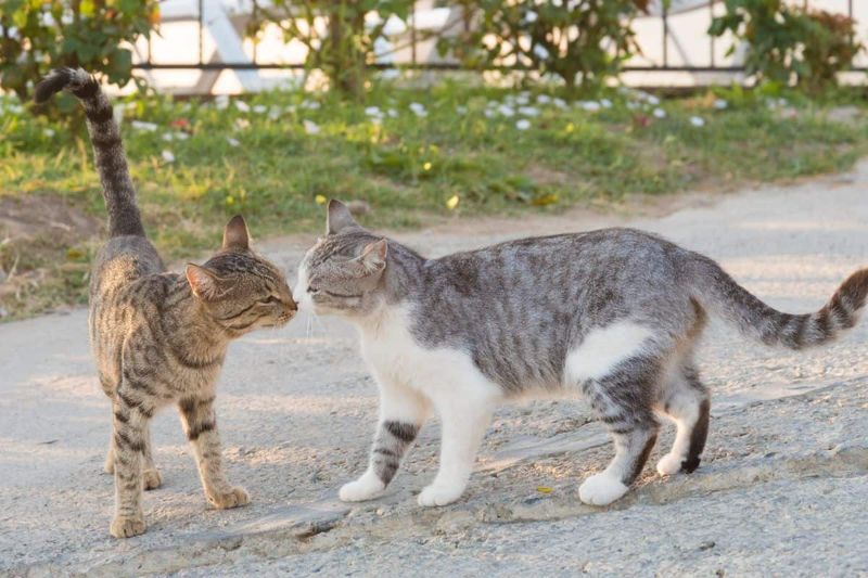 Nose-To-Nose Greetings