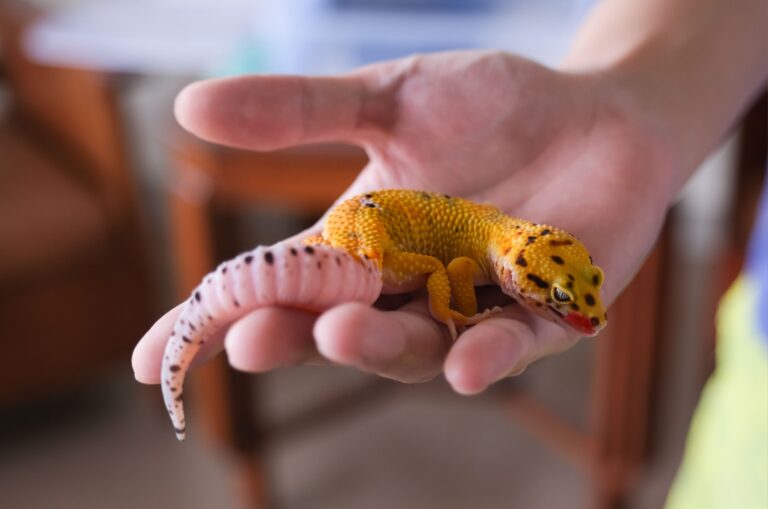 16 Signs Your Pet Reptile Is Stressed