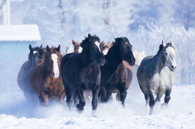 20 Amazing Wild Horse Breeds From Around The World