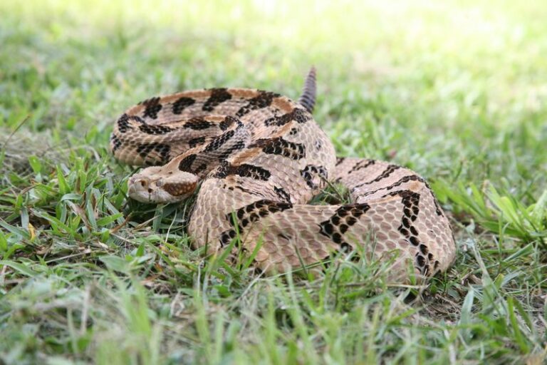 The 9 U.S. States With The Highest Rattlesnake Populations
