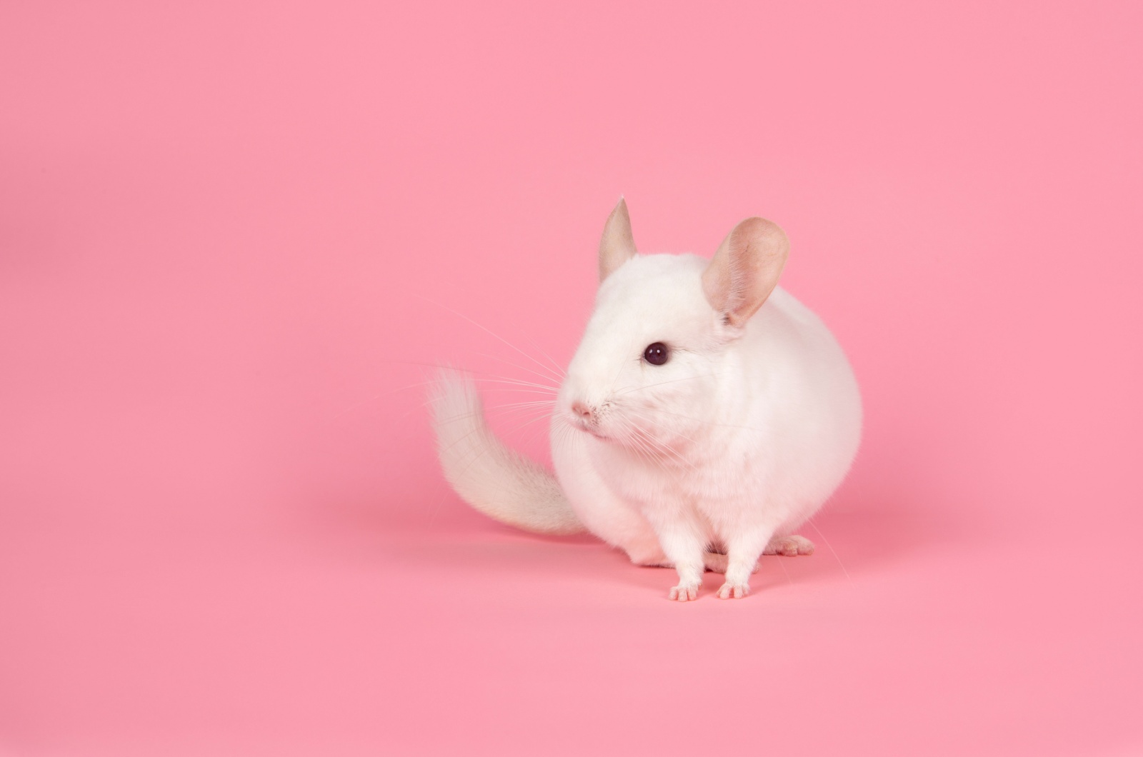Different Types Of Chinchillas And Their Characteristics different-types-of-chinchillas-and-their-characteristics