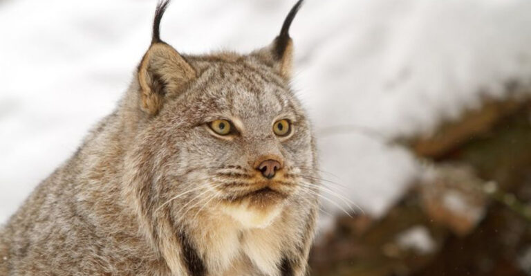 The Quiet Comeback Of The Lynx In America’s Forests