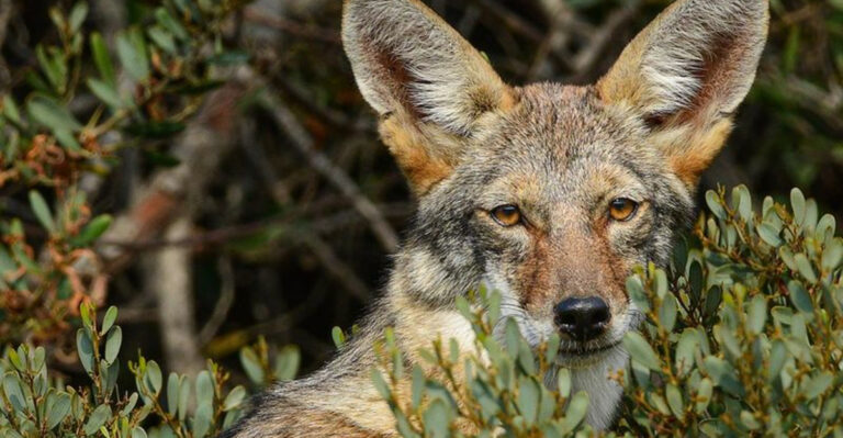 Things You Should Do If A Coyote Shows Up In Your Yard