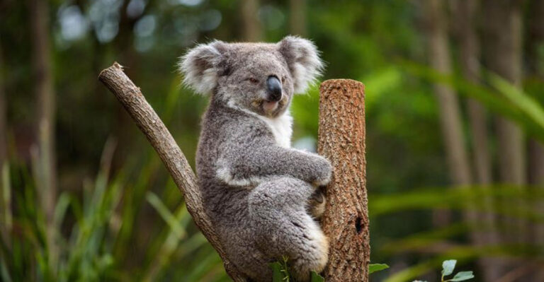 10 Adorable But Surprisingly Dangerous Animals You Should Avoid (And 5 Gentle Ones You Can Safely Approach)
