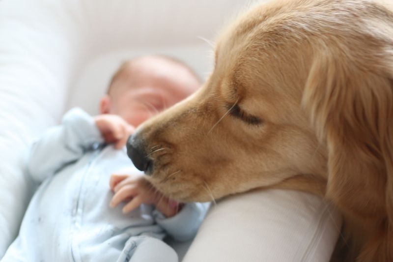 Golden Retriever