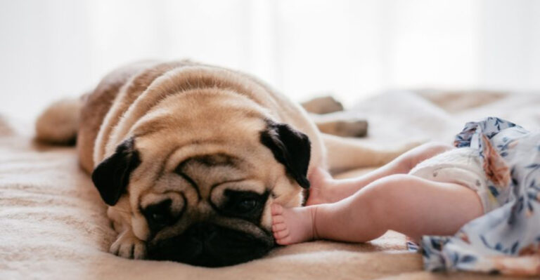 10 Adorable Dog Breeds That Are Naturally Gentle With Babies (And 5 That Are Not)