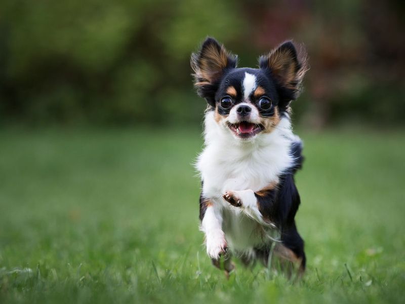 Chihuahua
