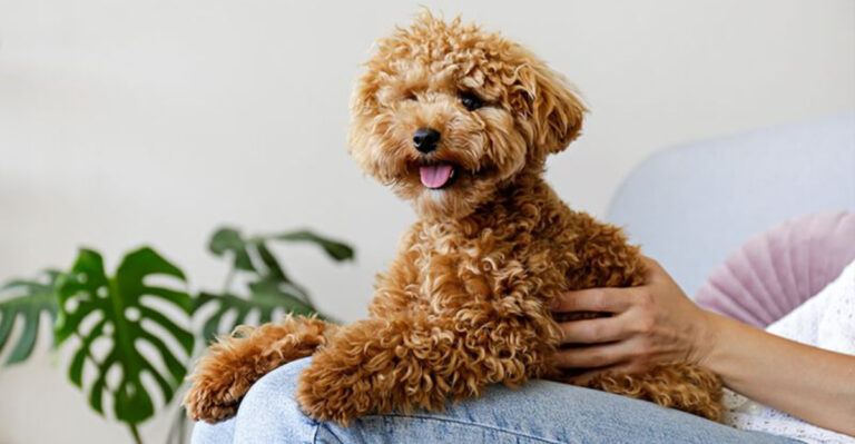 10 Adorable Doodle Breeds Perfect For Every Owner (And 5 That Are A Bit Demanding)