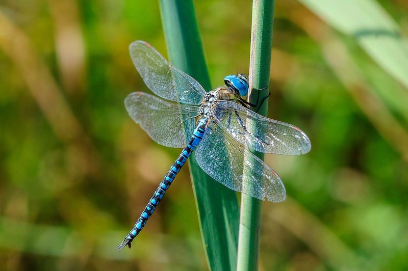 Dragonflies: From Helicopter-Sized To Garden Visitors