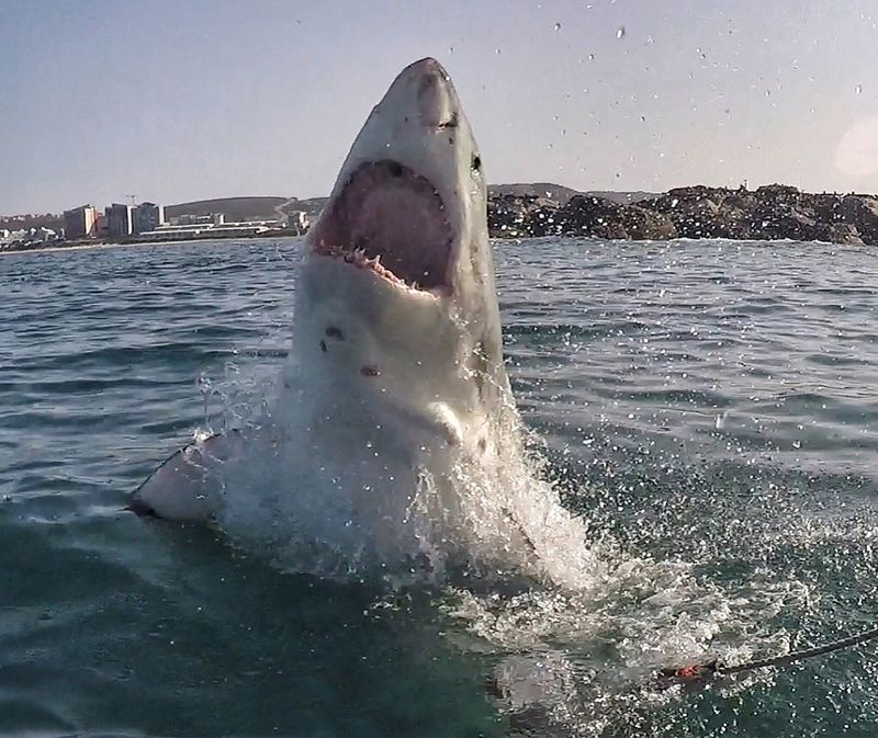Great White Shark
