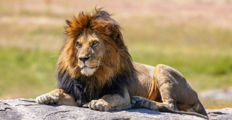 10 Animals That Are The Ultimate Predators (And 5 That Might Surprise You With Their Peaceful Nature)