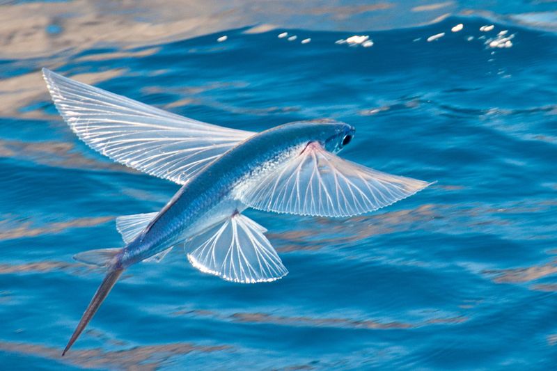 Flying Fish