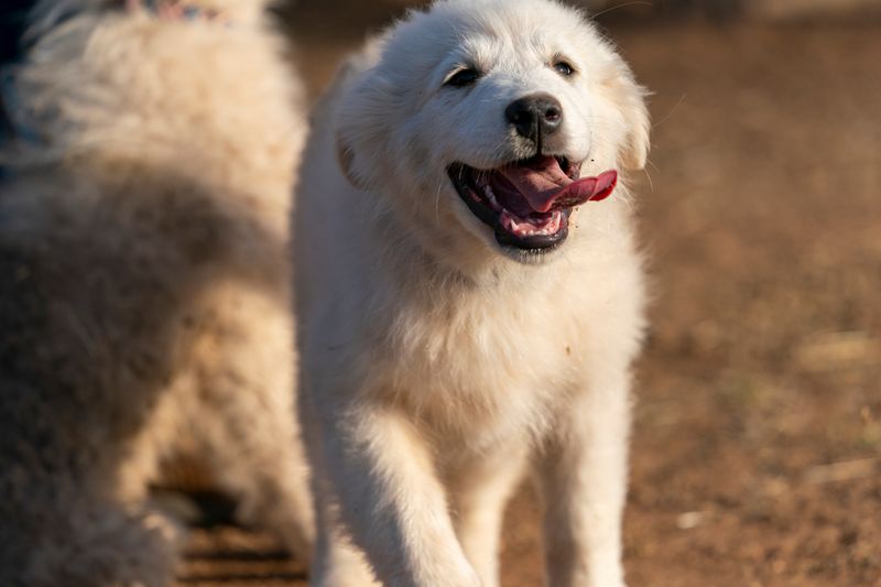 Livestock Guardian Dogs: The Ultimate Coyote Deterrent