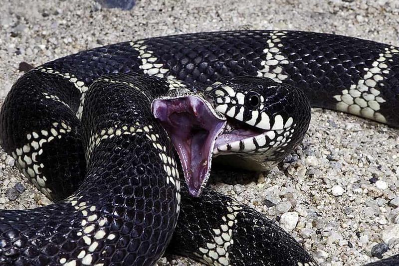 Kingsnakes: The Snake-Eating Royalty