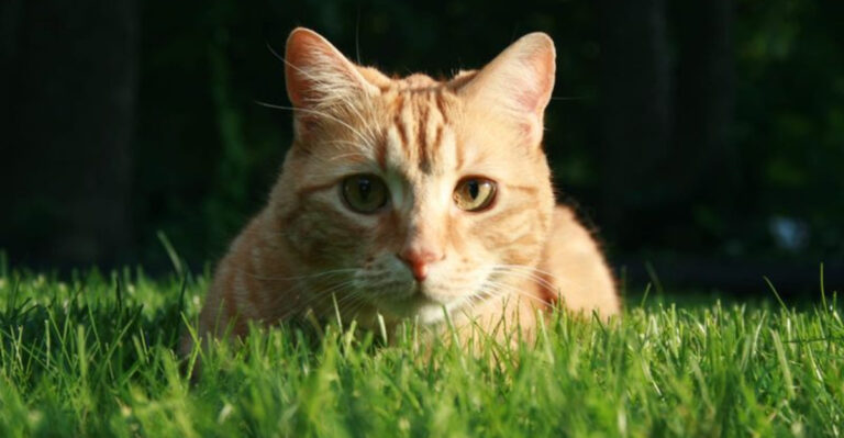 10 Animals That Struggle When Set Free (And 5 That Do Better Than Expected)