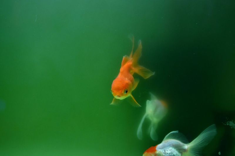 Goldfish Turn Into Ecological Nightmares