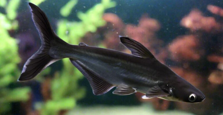 10 Aquatic Creatures That Don’t Belong In Home Aquariums (No Matter The Size!)