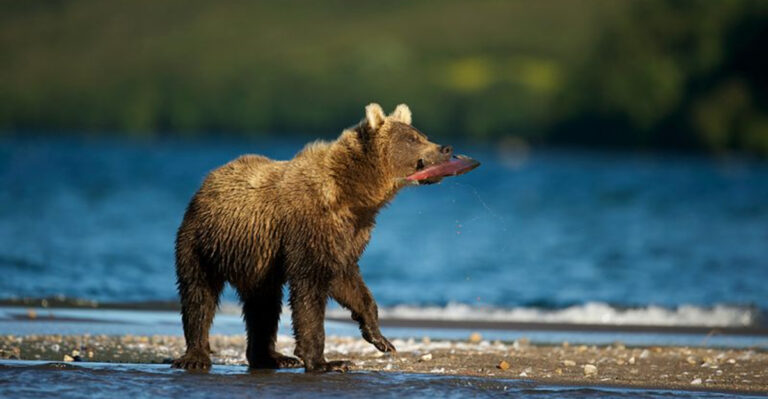 10 Bear Hotspots Outside The U.S. Where You’re Likely To Encounter One