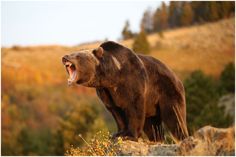 Grizzly Bear