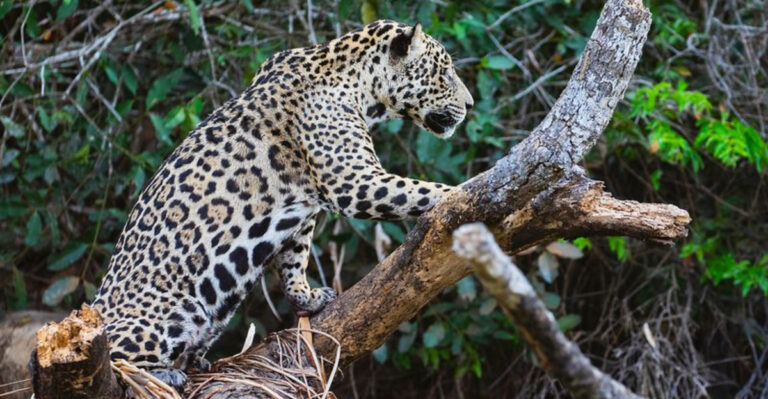 10 Big Cats That Are The Most Skilled Tree Climbers
