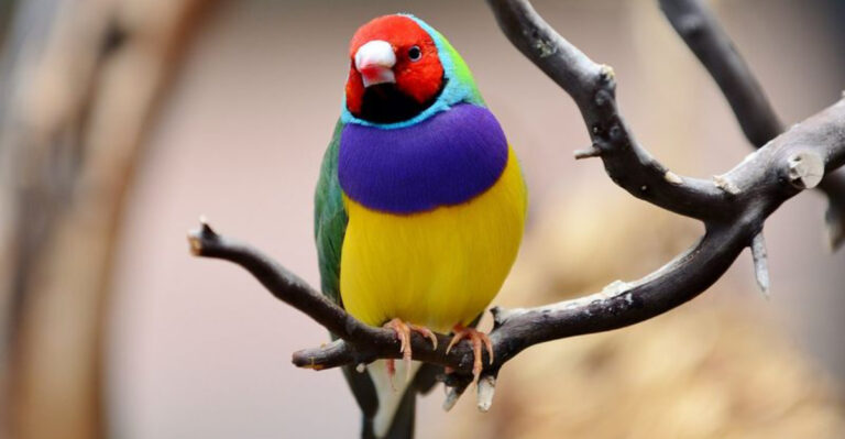 10 Birds With Extraordinary Colorful Feathers (And 5 With Stunning Solid Colors)