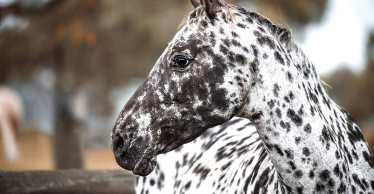10 Breathtaking Horse Colors And Patterns (And 5 Rare Patterns You’ve Never Seen)