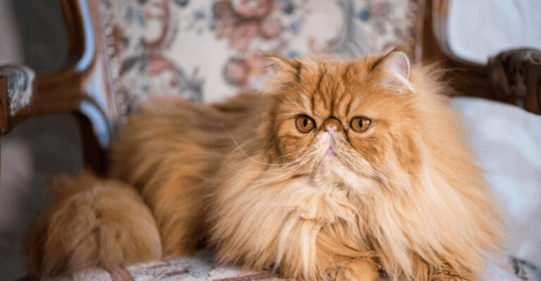 10 Cat Breeds I’d Avoid At All Costs (And 4 Breeds That Are Perfect For Everyone)