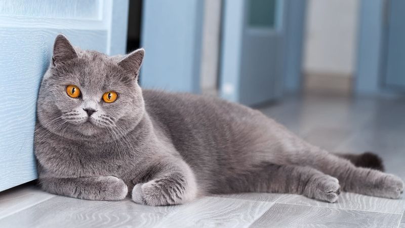 British Shorthair: The Gentleman Of Cats