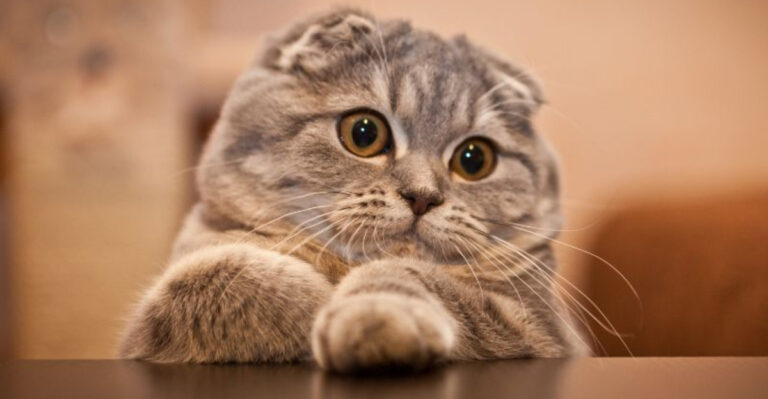 10 Cat Breeds That Are Perfectly Polite (And 8 That Are Anything But)