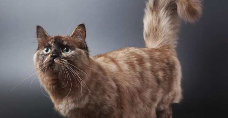 10 Cat Breeds That Experts Say Shouldn’t Be Pets (And 4 Experts Recommend)