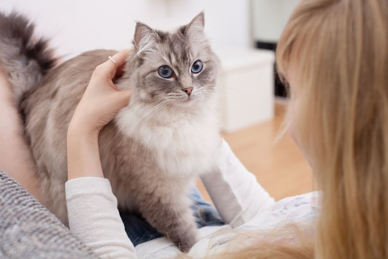 The Affectionate Ragdoll