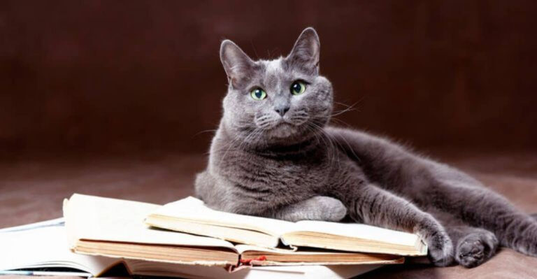 10 Cat Breeds That Form Strong Bonds In Stillness Rather Than Play