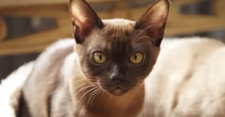 10 Cat Breeds That Rarely Meow And 5 That Won’t Stop Talking