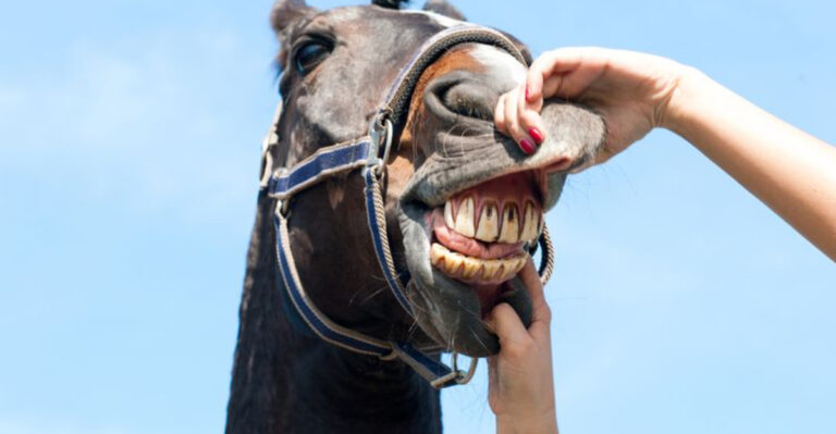 10 Clear Signs Your Horse Needs A Dental Check-Up