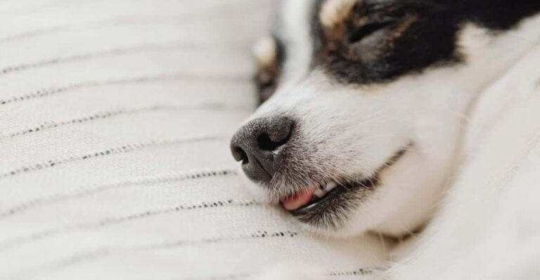 10 Common Items That Are Poisonous To Dogs (And 5 Safe Household Items For Your Pup)