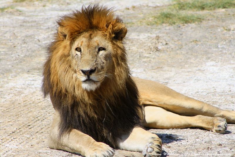 Lions Are Always On The Hunt