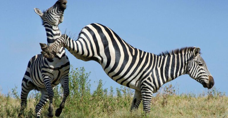 10 Common Myths About Animal Behavior On Safari That Tourists Still Believe