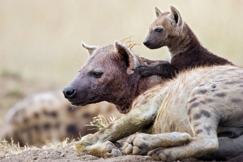 Hyenas Are Just Scavengers
