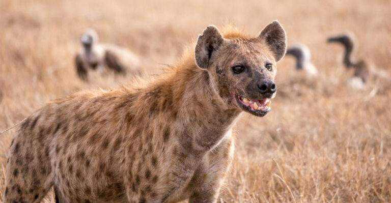 10 Dangerous Hyena Myths Tourists Believe, Still Unaware Of The Risk
