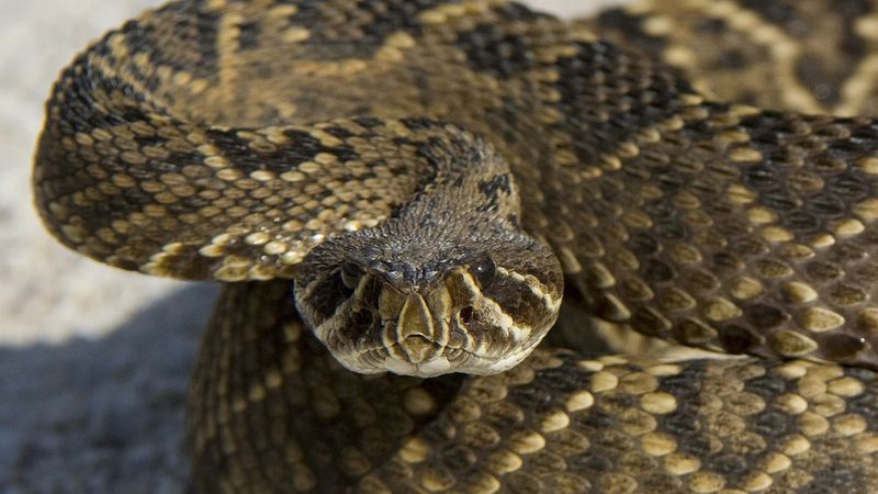 Eastern Diamondback Rattlesnake