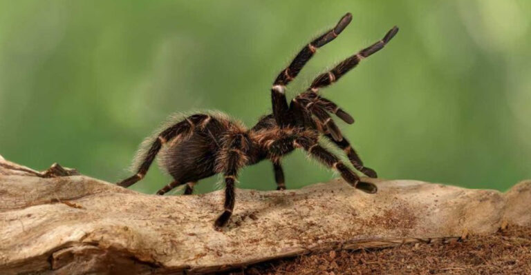 10 Dangerous Venomous Animals In North America (And 5 That Get A Bad Reputation)