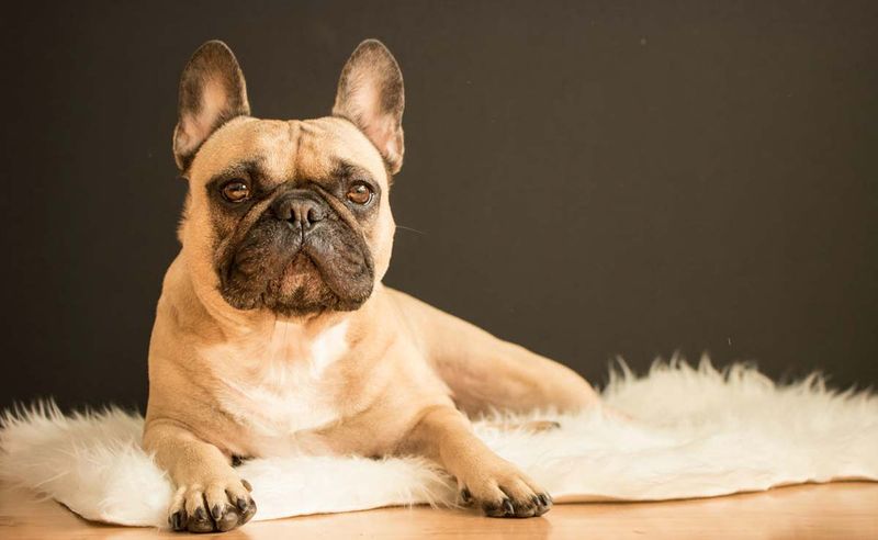 French Bulldogs: Celebrity Favorites With A Hefty Price Tag
