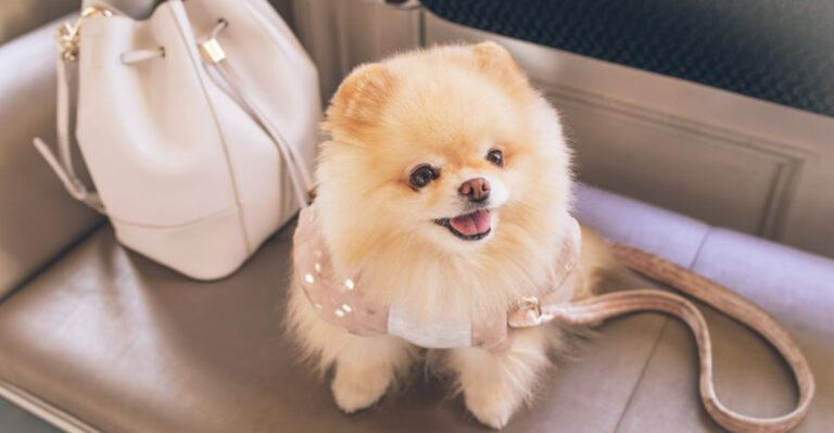 10 Dog Breeds At High Risk Of Theft In The U.S. (And 5 Tips To Protect Them)