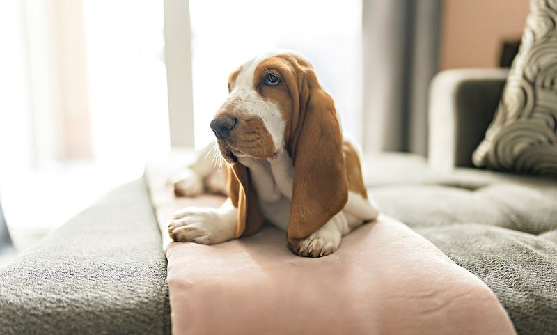 Basset Hound