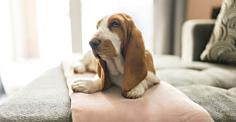 10 Dog Breeds For Owners Who Can’t Stay Home All Day (And 5 Dogs That Love Companionship)