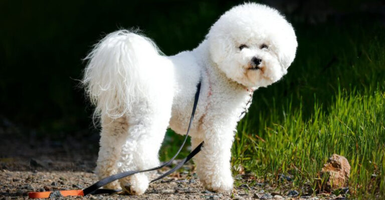 10 Dog Breeds Known For Their Sensitive Souls (And 4 With Tougher, More Independent Natures)