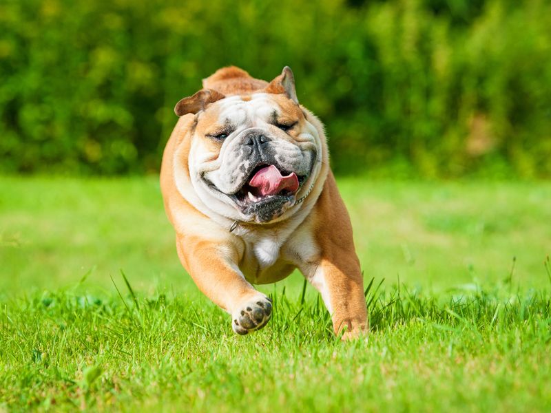 English Bulldogs