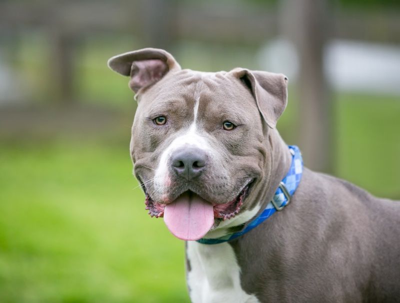 Pit Bull Terrier - America's Most Controversial Canine