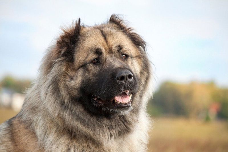 Caucasian Shepherd – The Massive Guardian